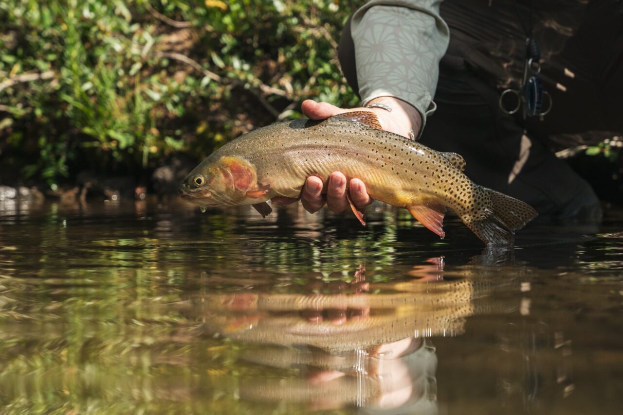 Horseback Fly Fishing Trips Colorado, Weminuche Wilderness